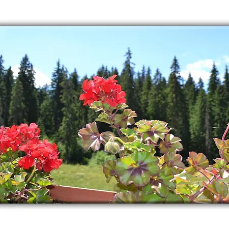 Teo And Miki 612 アパート パンポロボ